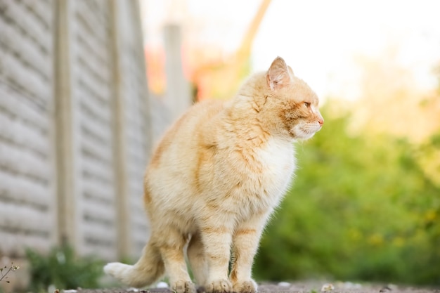 Rode kat inspecteert het territorium in de tuin