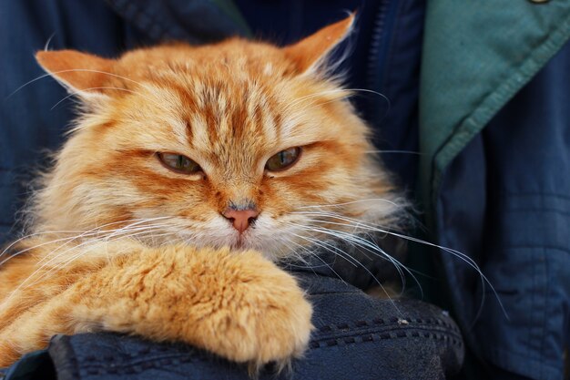 Rode kat is tevreden met zijn handen