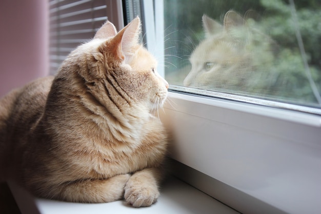 Rode kat kijkt uit het raam en zijn spiegelbeeld in het glas