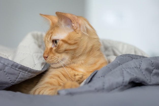 Rode kat ligt in bed onder de dekens.