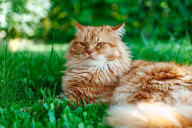 Rode kat ligt op de gras-closeup