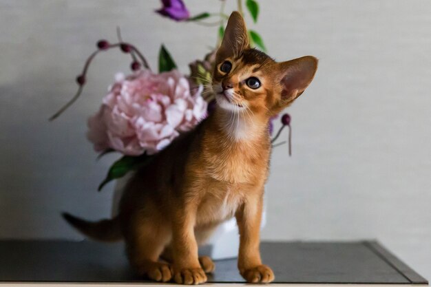 Rode kat met bloemenvaas