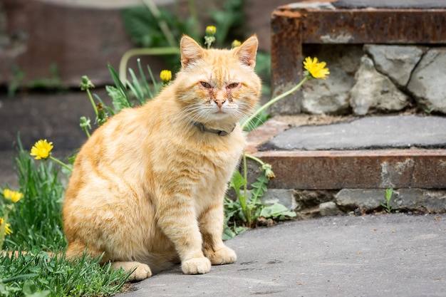 Rode kat met pijnlijke ogen