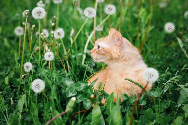 Rode kat op een gazon met paardebloemen