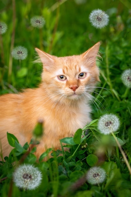 Rode kat op een gazon met paardebloemen