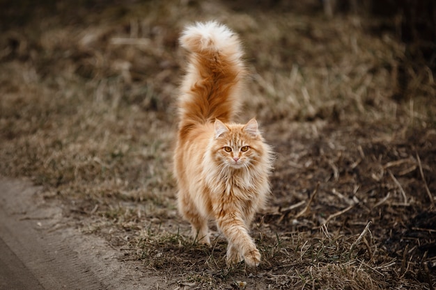 Rode kat op straat