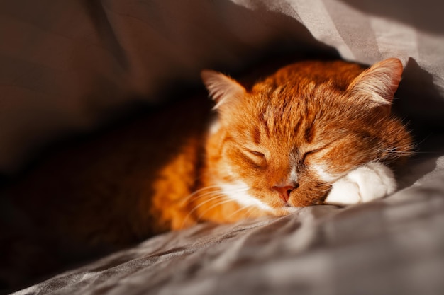 Rode kat slaapt onder de deken Close-up weergave
