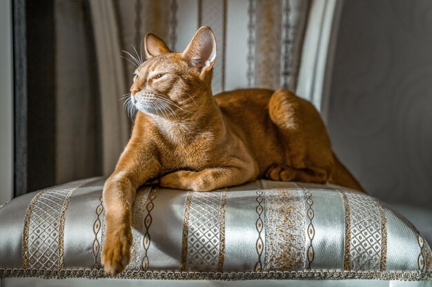 Rode kat van het Abessijnse ras ligt op een stoel in een belangrijke houding