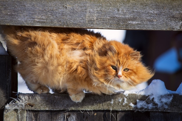 Rode kat zit op een hek in het dorp. Hoge kwaliteit foto
