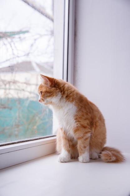 Rode kat zit op het raam en kijkt uit het raam