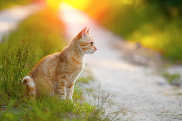 Rode kat zittend op de weg bij zonsondergang