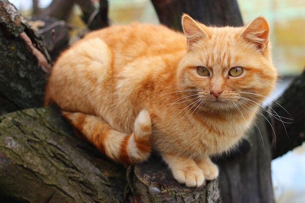 Rode kat zittend op een boom