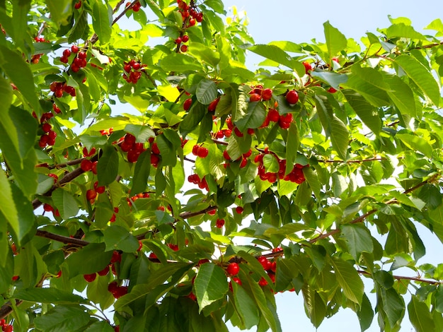 Rode kersen Prunus avium op de takken van een boom in een tuin in Griekenland