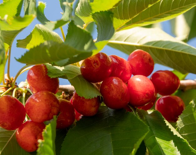 Rode kersen Prunus avium op de takken van een boom in een tuin in Griekenland