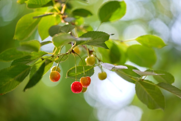 Rode kersenbessen die op fruitboomtak in de zomertuin groeien