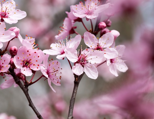 Rode kersenbloesem bloemen op branche