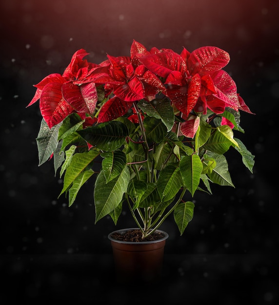 Rode kerst poinsettia bloem