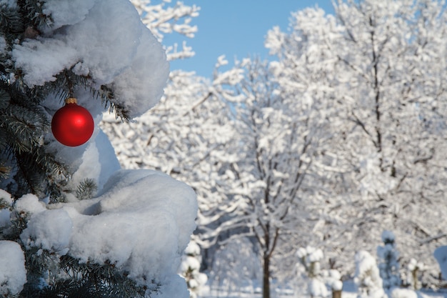 Rode kerstbal hangend aan vuren boomtakken bedekt met sneeuw. Groene spar en rode speelgoedbal in het stadspark van de winter. Kerstmis of Nieuwjaar samenstelling.