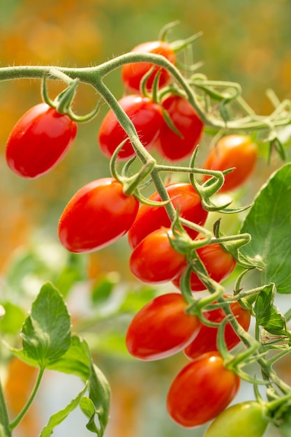 Foto rode kerstomaatjes in de biologische tuin van de plant