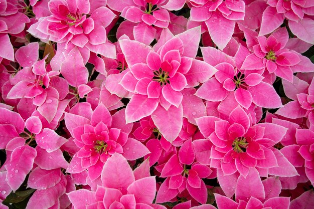 Rode kerstrode ingemaakte bloemen verzamelen zich en zijn helder en gelukkig