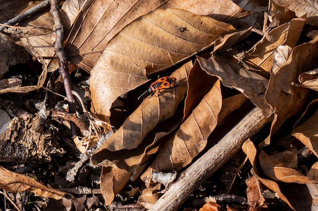 Rode kever in bladeren bij de tuindier van de de wildernistuin van de de herfstentomologie