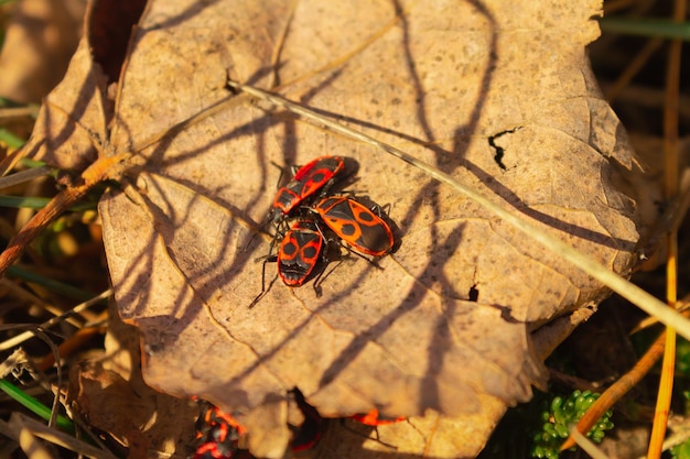 Rode kevers op een wigvormig blad Macrofotografie van dieren in het wild