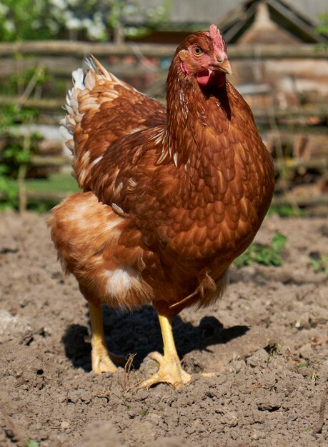 Foto rode kip op de boerderij, close-up