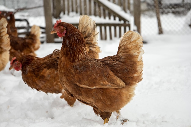 Rode kip op een wazige besneeuwde achtergrond