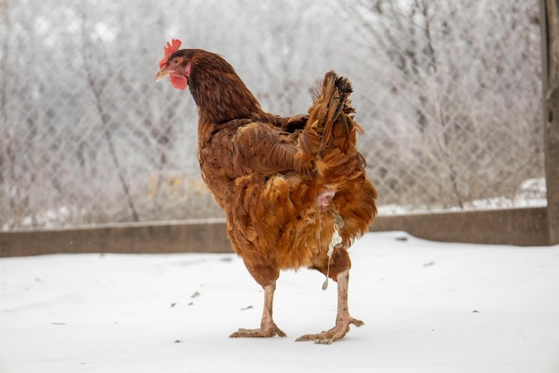 Rode kip op een wazige besneeuwde achtergrond