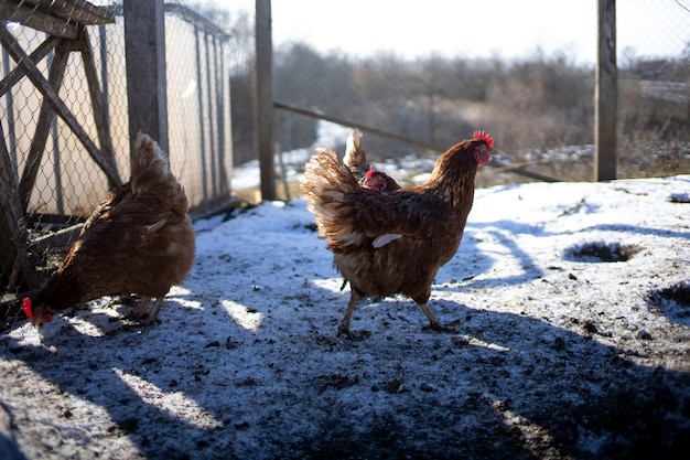 Rode kippen die in de sneeuw Loman Brown leggen