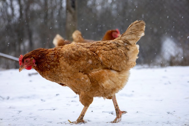 Rode kippen die in de sneeuw Loman Brown leggen