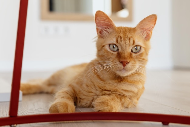 Rode kitten ligt op de vloer in het appartement.