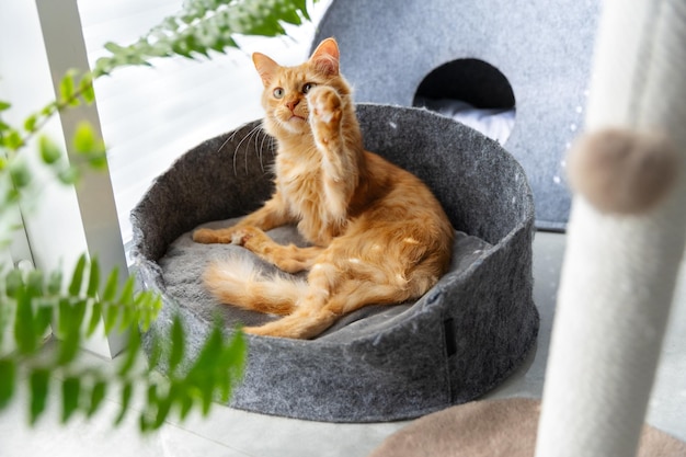 Rode kitten strekt zijn poot uit naar een kamerplant. De kat ligt in een kattenmand bij het raam.