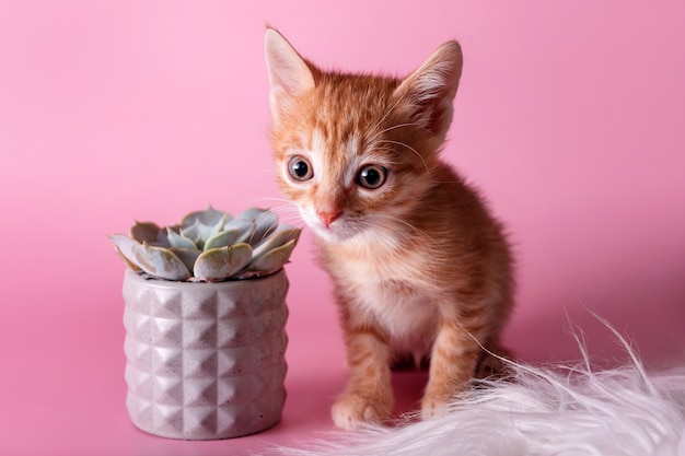 Rode kitten zit in de buurt van cactus. schattige gember kleine kat en sappig in grijze kleipot op roze oppervlak. huisdieren en planten, het wereldconcept ontdekken.