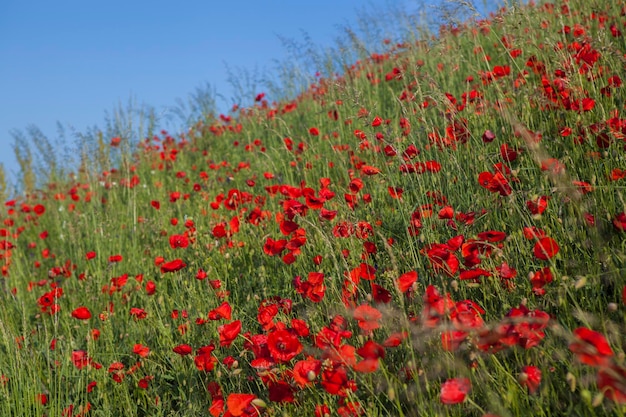 Rode klaprozen bloeien op wild veld