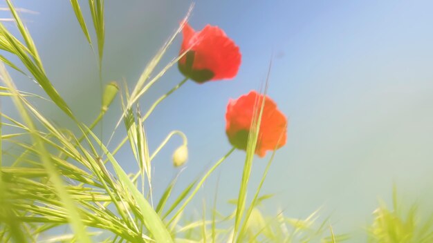 Rode klaprozen en groen gras tegen blauwe lucht, onderaanzicht, soft focus