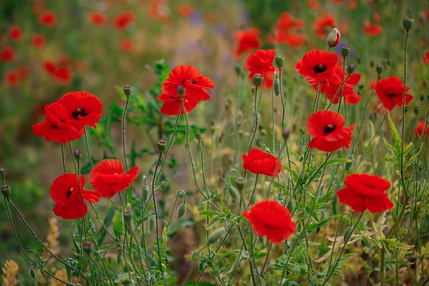 Rode klaprozen in volle bloei groeien op het veld Onscherpe achtergrond