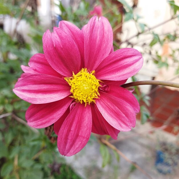 Foto rode kleine bloemen