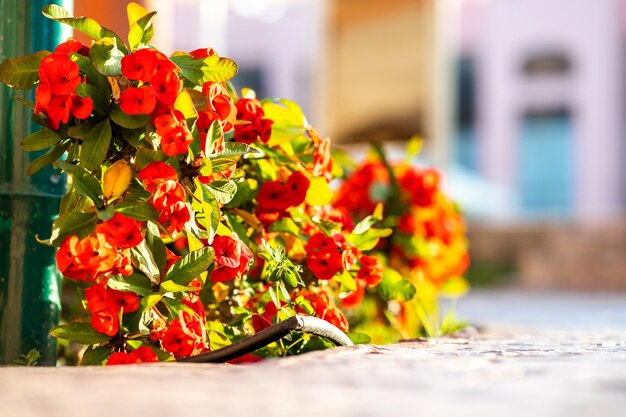 Rode kleine decoratieve bloemen met scherpe stekels op hoge stelen die groeien in het zomerpark