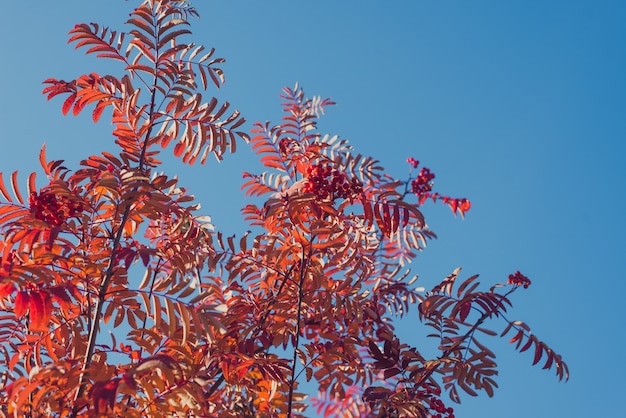 Rode kleur lijsterbes bladeren op blauwe hemel achtergrond schoonheid van de herfst seizoen natuur