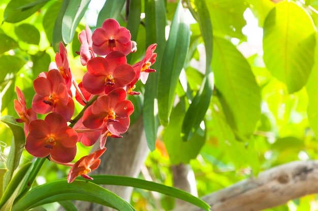 Rode kleur orchideeën bloeien van dichtbij onder natuurlijk licht buiten zijn orchideeën bloeiend in de tuin