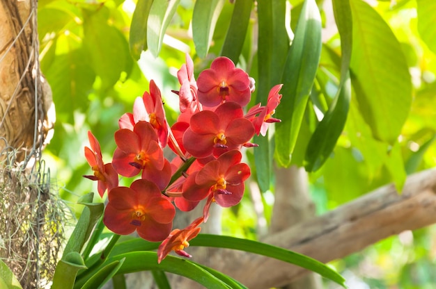 Rode kleur orchideeën bloeien van dichtbij onder natuurlijk licht buiten zijn orchideeën bloeiend in de tuin