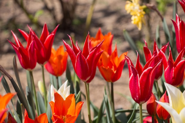 Rode kleuren tulp bloemen in de tuin