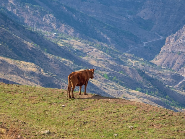 Rode koe aan de rand van een klif kijkt in de afgrond. Een koe over een klif.