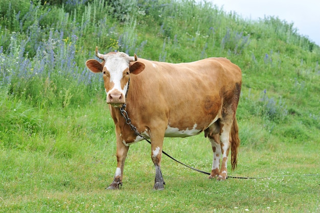 Rode koe met hoorns gebonden grazen