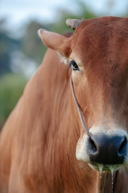 Rode koe uit het hoofd, close-up