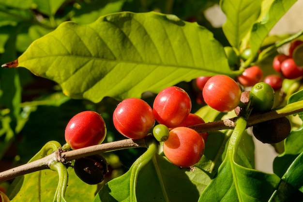 Rode koffiebessen op plant in close-up met intreepupil groene gebladerte achtergrond.