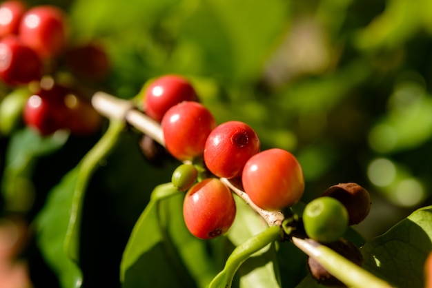 Rode koffiebessen op plant in close-up met intreepupil groene gebladerte achtergrond