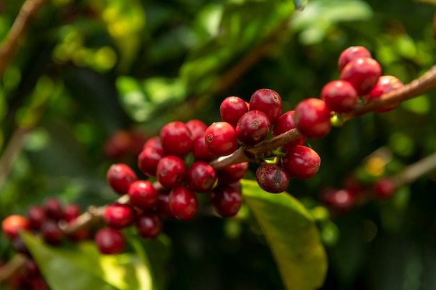 Rode koffiekersen op boomtak in koffieaanplanting op Chiriqui-bergen Panama Midden-Amerika