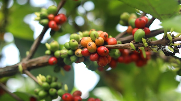 rode koffiekersen op de takken en rijp zodat ze klaar zijn om geoogst te worden. robusta arabika